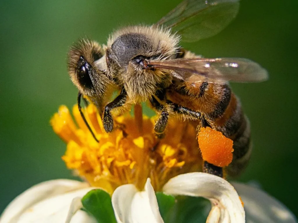 Photo d'une abeille
