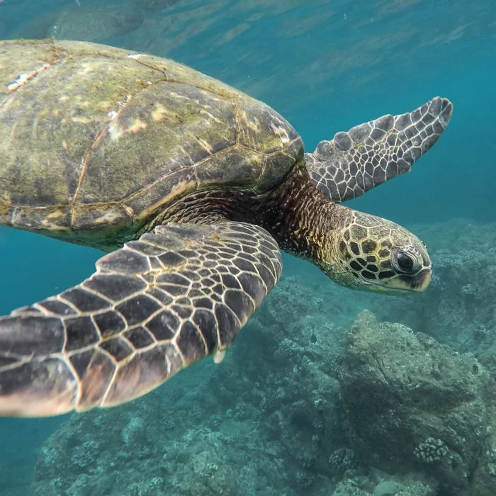 tortue verte